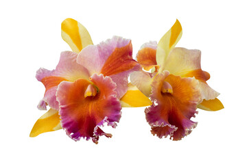Cattleya orchid flower on transparent background.