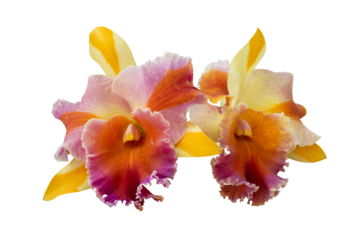 Cattleya orchid flower on transparent background.