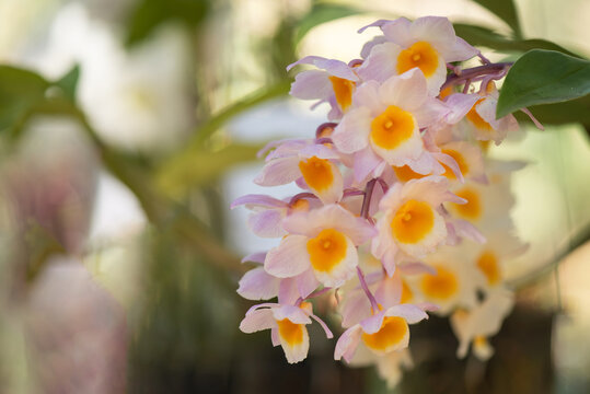 Dendrobium lindleyi orchid on nature bokeh background.เ