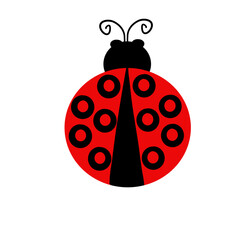 cute ladybird insect animal