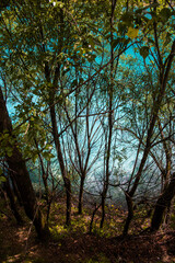 blue water behind the trees on the shore