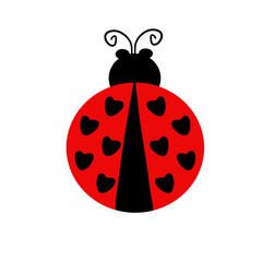 cute ladybird insect animal