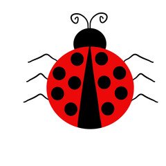 cute ladybird insect animal