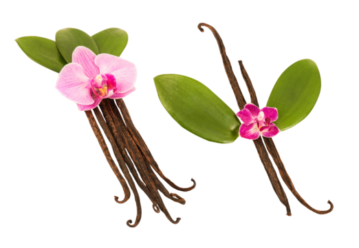 Vanilla green leaves and pods on transparent background.