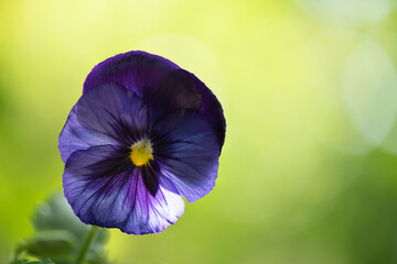 Pansy or Viola tricolor var. hortensis flower on nature background.