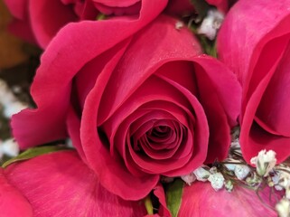 close up of bright pink garden roses