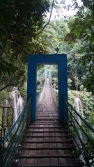 Jungle bridge