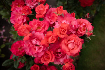 Roses, Gardening