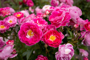 Flower Carpet Pink rose, Gardening