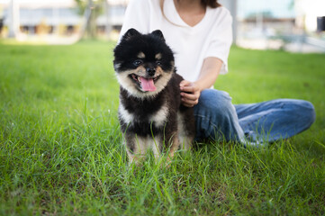 Happy young asian woman playing and sitting on grass in the park with her dog. Pet lover concept