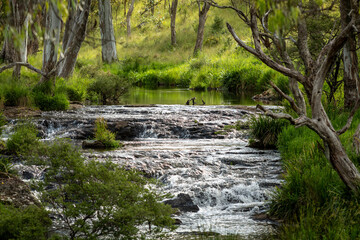 Meldrum Creek near, Dorrigo, New South Wales