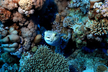 puffer fish underwater photo animals wildlife red sea egypt