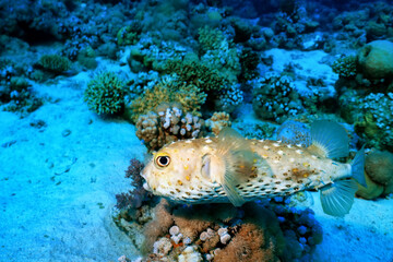 puffer fish underwater photo animals wildlife red sea egypt