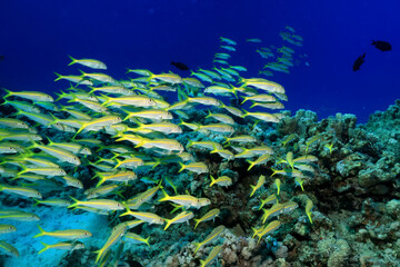 small fish on a coral reef underwater wildlife