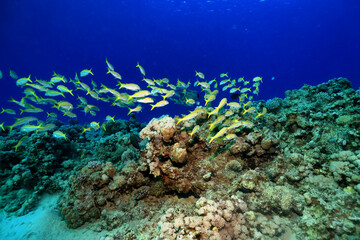 small fish on a coral reef underwater wildlife