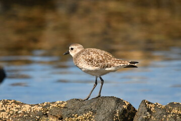 Obraz premium CORRELIMOS