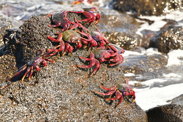 CANGREJOS