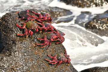 CANGREJOS