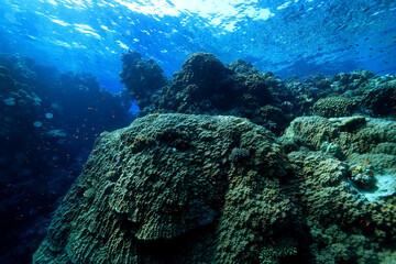 coral reef wallpaper background ocean tropical ecosystem underwater