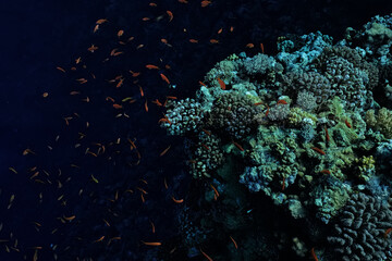 Fototapeta na wymiar panorama coral reef underwater landscape seascape