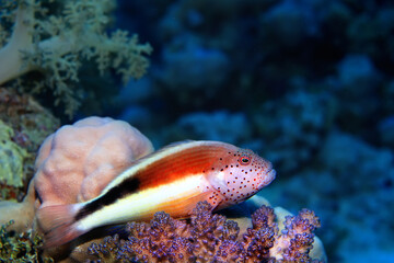 small fish on a coral reef underwater wildlife