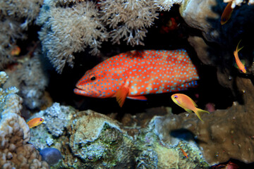 grouper underwater photo, fish diving nature wildlife