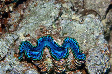 coral reef wallpaper background ocean tropical ecosystem underwater