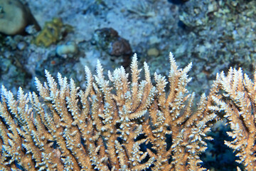 texture coral underwater reef background sea