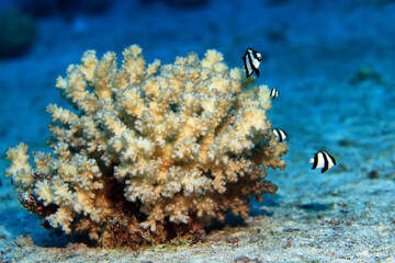 coral reef wallpaper background ocean tropical ecosystem underwater