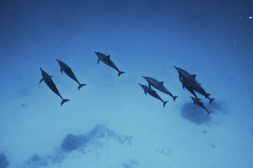 dolphins underwater photo, sea water wildlife