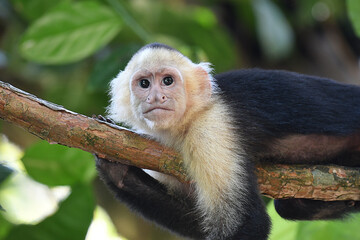 Young Capuchin Monkey resting on a branch, in a forest of Costa Rica