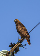 Red Tailed Hawk on wire 
