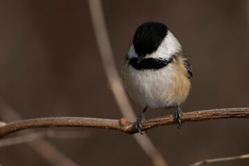 Black-capped chickadee