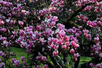 Obraz premium planta flor magnólia rosa - magnolia liliiflora