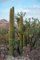Fototapeta premium Saguaro cactus with grasses and trees with visible mountains in the blue sky outdoor back country in tuscon arizona