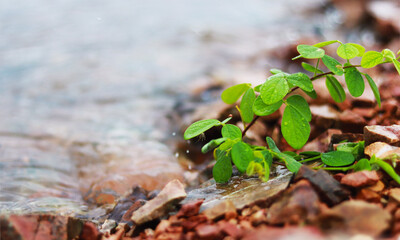 green leaves by the river
