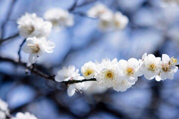 Obraz premium the plum blossoms
