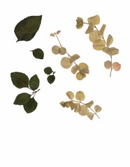 Set of decorative pressed plants | Scanned pressed decorative plants | Set 2 | Reverse side