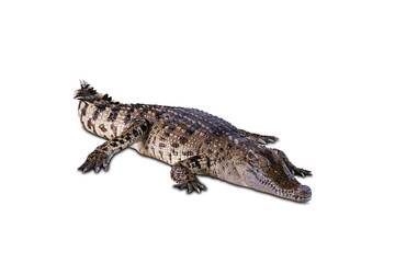 The crocodile's head and body have strong front legs. . On a white background.with