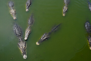 Head and body of several crocodiles Crocodile pokes its head into the river.wildlife and...