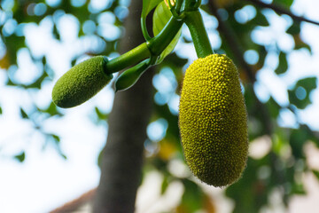 Fresh green Jackfruit