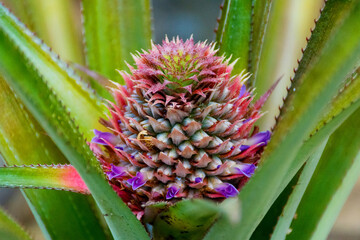 Pineapple flowers