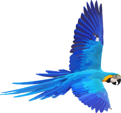 Colorful Blue and gold macaw parrot isolated on transparent background. Vector illustration png file