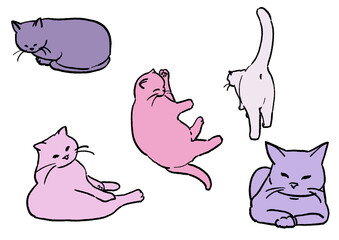 猫