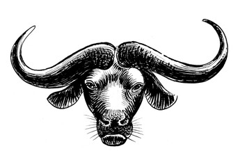 Buffalo head. Ink black and white drawing