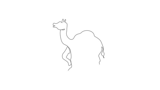 Animated self drawing of single continuous line draw wild Arabian camel. Endangered animal national park conservation. Safari zoo concept. Full length one line animation illustration.