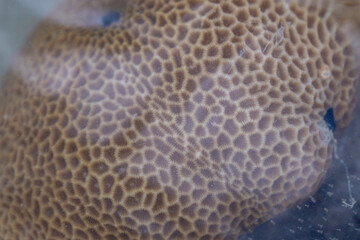 Animal species are invertebrates, found in the tide of the sea.