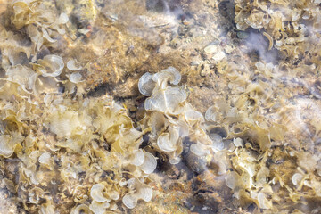 Animal species are invertebrates, found in the tide of the sea.