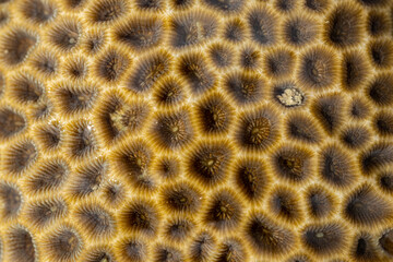 Animal species are invertebrates, found in the tide of the sea.