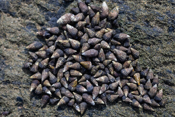 Animal species are invertebrates, found in the tide of the sea.